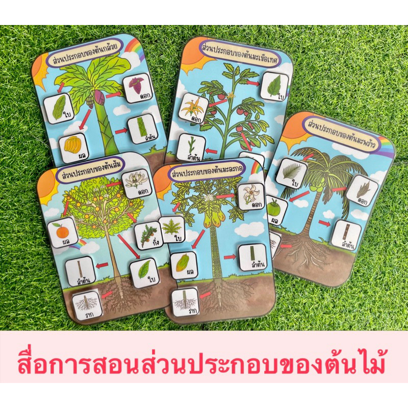 สื่อการสอนส่วนประกอบของต้นไม้ สื่อการสอนวิทยาศาสตร์