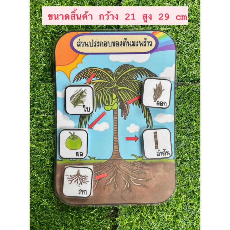 สื่อการสอนส่วนประกอบของต้นไม้ สื่อการสอนวิทยาศาสตร์ - Image 8