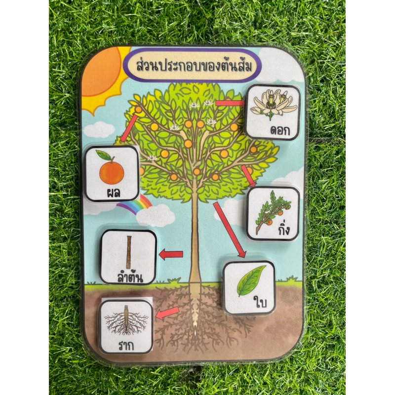 สื่อการสอนส่วนประกอบของต้นไม้ สื่อการสอนวิทยาศาสตร์ - Image 6