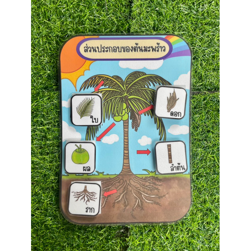 สื่อการสอนส่วนประกอบของต้นไม้ สื่อการสอนวิทยาศาสตร์ - Image 3