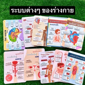 ระบบต่างๆของร่างกาย สื่อการสอนวิทยาศาสตร์ สุขศึกษา สื่อการสอนทำมือ